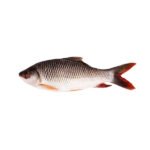 Ruhi Whole Big Fish (2.5-3.5kg)